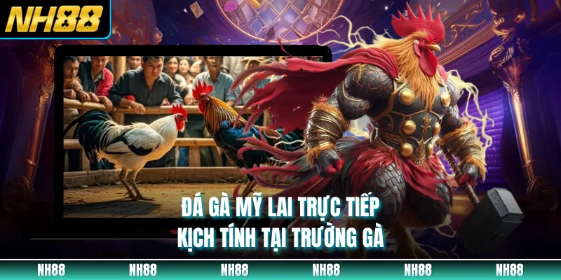 Đá gà Mỹ lai trực tiếp kịch tính tại trường gà